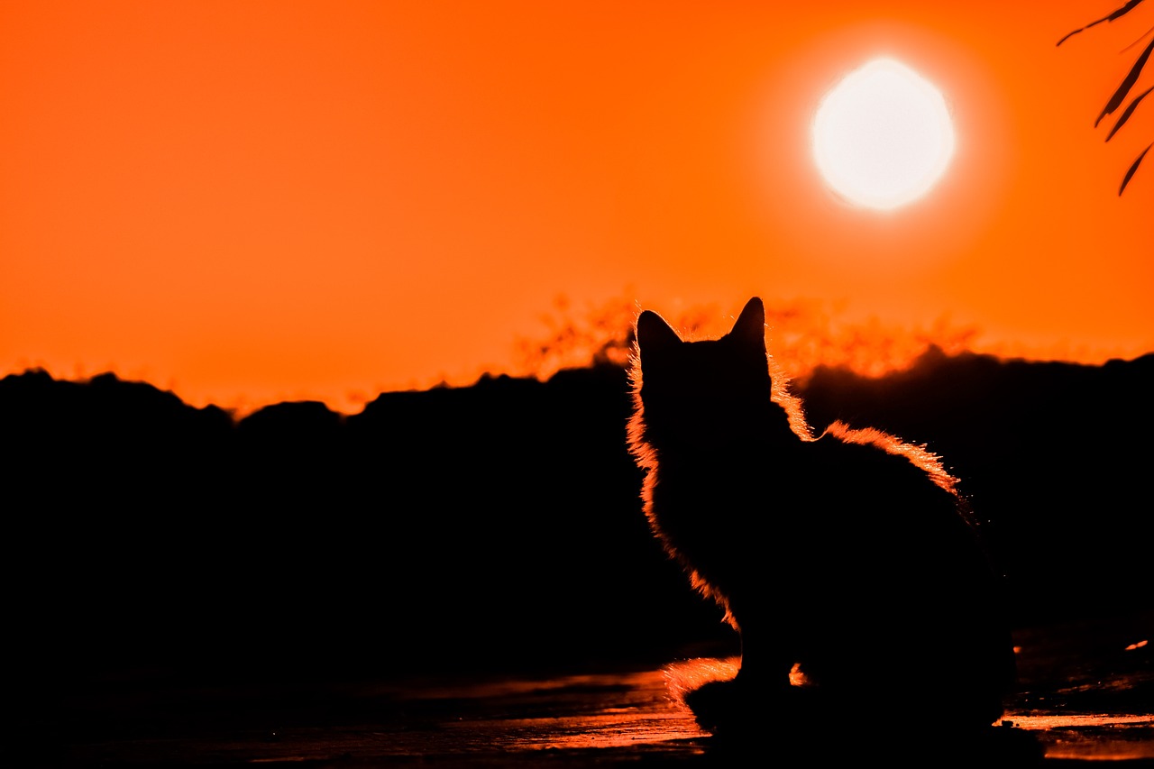 Is There a Philosophical Explanation to Schrodinger's Cat Experiment?